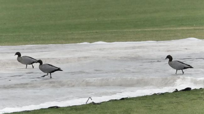 The ducks enjoy the rain at Elsternwick. Picture: Valeriu Campan