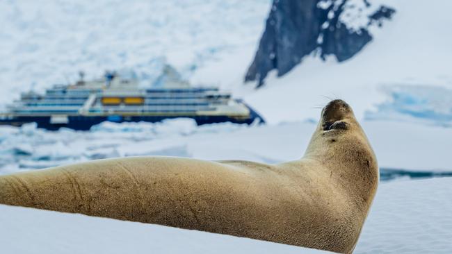 A crabeater seal basking in Paradise Bay.