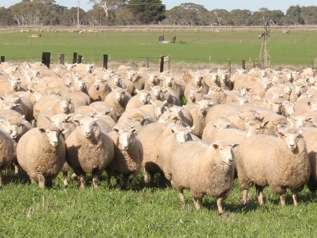 Icon Southie sheep breed developed by Hamilton sheep breeders Matt and Tanya Tonissen, Chrome Stud.