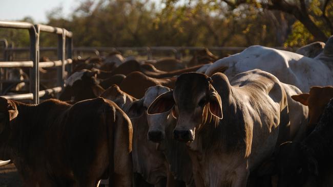 Key operators in the Kimberley cattle industry need to come together and work out a strategy.