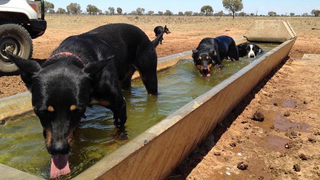 Drink up: Hugh and Ian Cameron’s dogs Boof, Missy and Maisy quenching their thirst at The Yanko, Jerilderie. Picture: Elizabeth Cameron