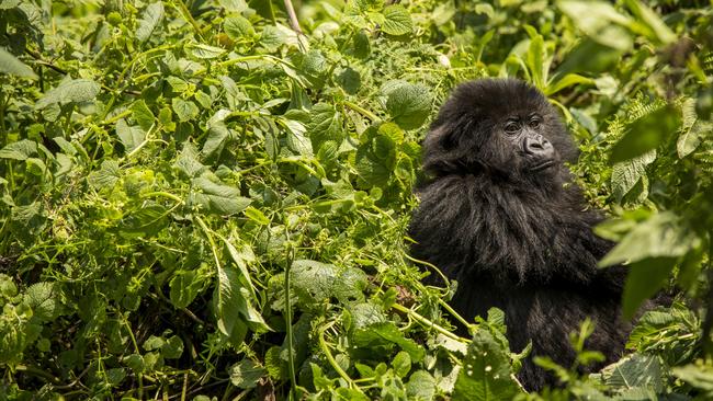 A young mountain gorilla rests in the lush greenery.