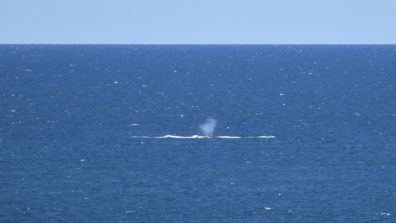 Whales breaching off the Mackay coast as they swam past Lamberts Lookout on Sunday. Picture: Rae Wilson