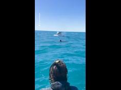 Humpback whales get close in WA