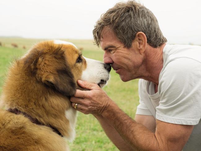 Adult Ethan (Dennis Quaid) in a scene from A DOG'S PURPOSE, directed by Lasse HallstrÃ¶m, in cinemas May 4. An Entertainment One Films release.