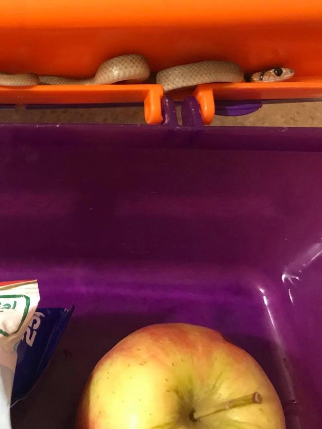 The baby eastern brown snake found inside a lunch box. Picture: Snake Catchers Adelaide.