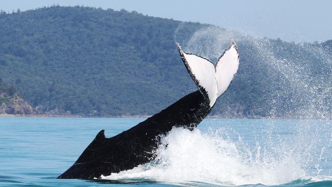 Whales breaching north of Dent Island in the Whitsunday Islands – Photo Steve Pohlner