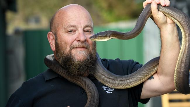 Snake catcher Barry Goldsmith at home with Ollie the Olive python. Picture: Penny Stephens
