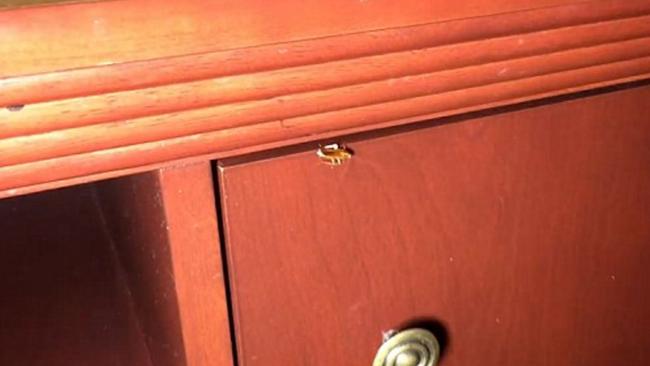 One of a few unwelcome visitors to the hotel room. Picture: Dan Bell