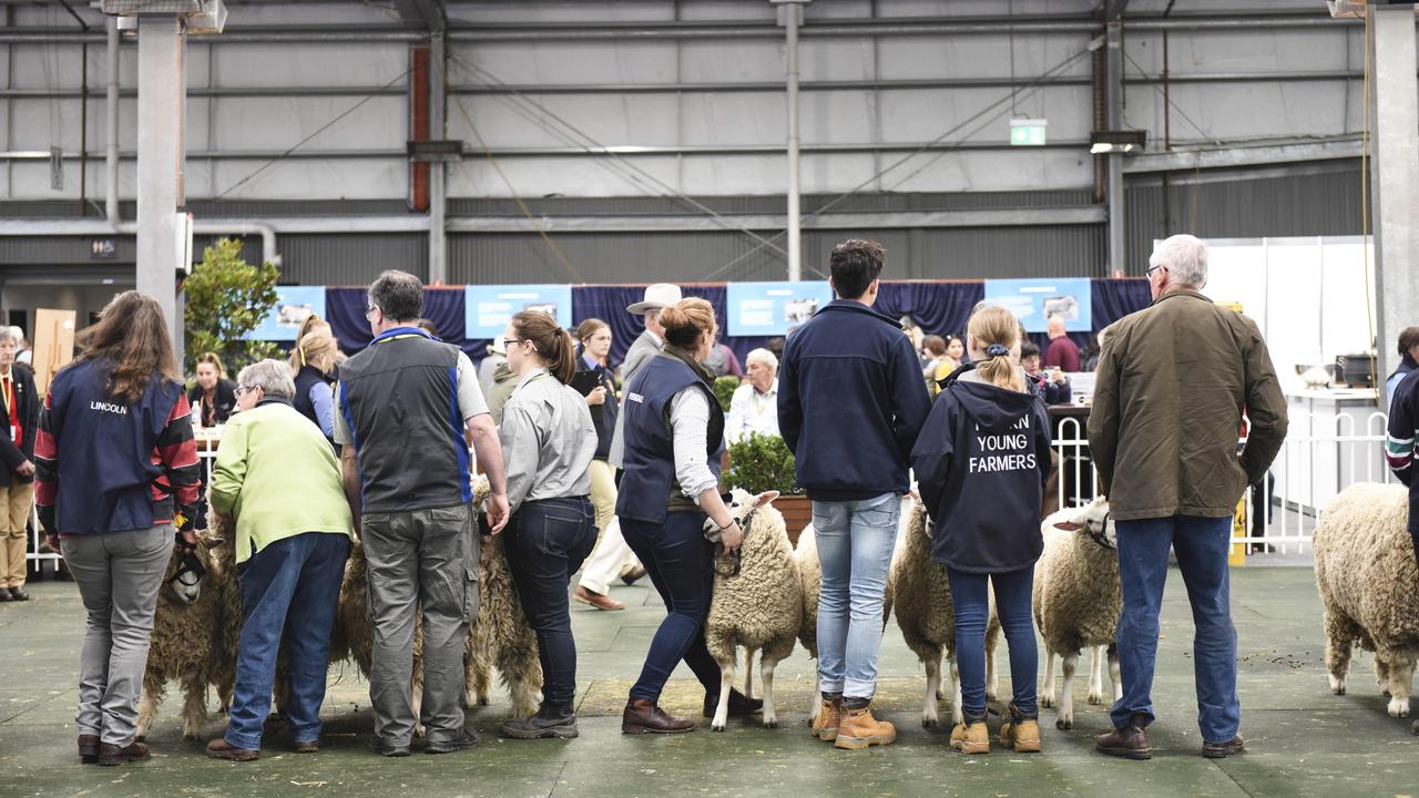 Competition judging in the interbreed production classes on Sunday, September 22 at the Royal Melbourne Show. Photo: Dannika Bonser