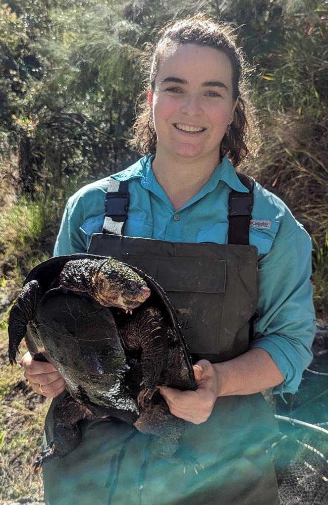 White-throated snapping turtles discovered in Baffle Creek | The ...