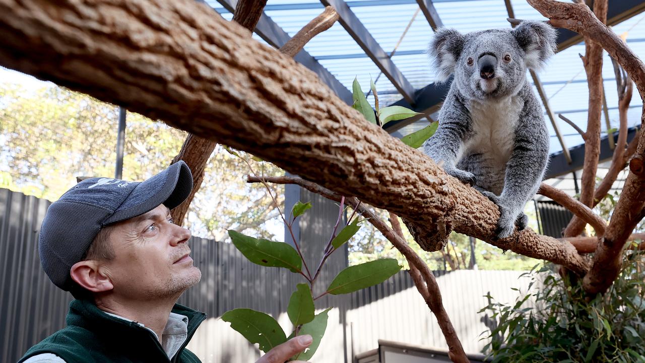 The koalas at Taronga Zoo are getting picky at feeding time | Daily ...