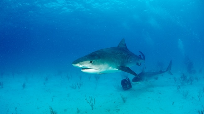 An Australian tourist has been killed by a shark in New Caledonia. Picture: Reinhard Dirscherl/ullstein bild/Getty Images