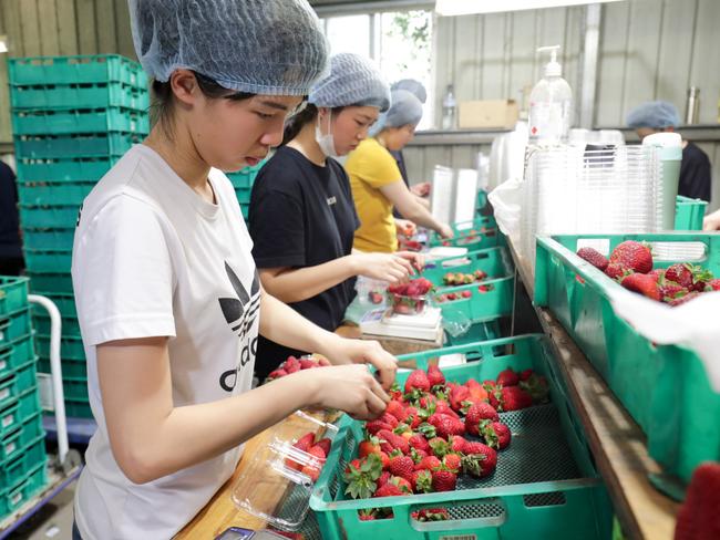 Workers sort and pack strawberries at the Chambers Flat Strawberry Farm south of Brisbane.