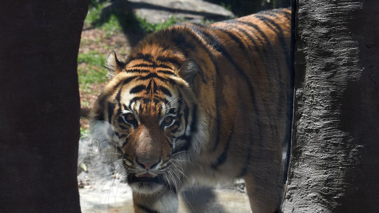 The woman was trained in tiger handling. Picture: NewsWire / Steve Holland