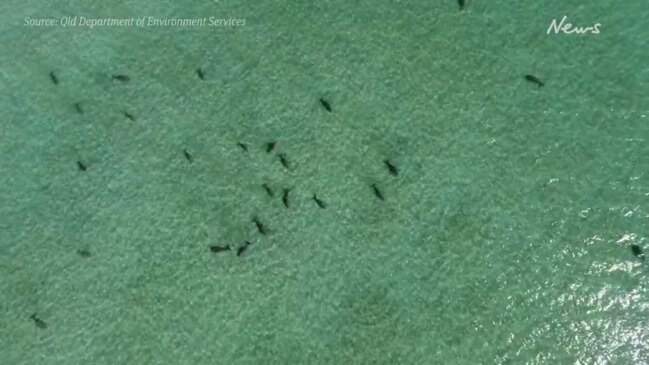 Dugongs in Moreton Bay