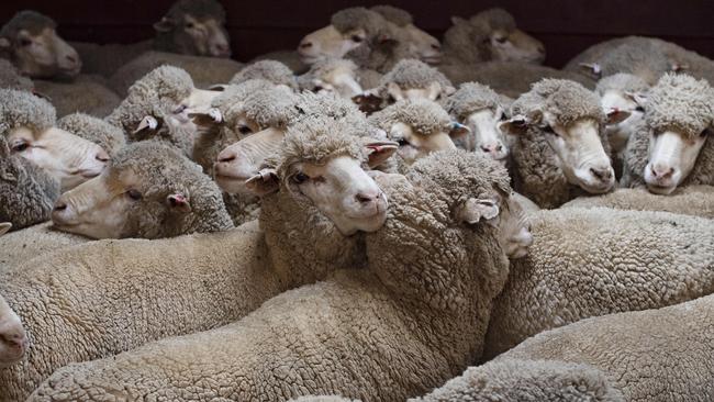 Wool has continued to be affected by the ongoing global pandemic. Picture: Zoe Phillips