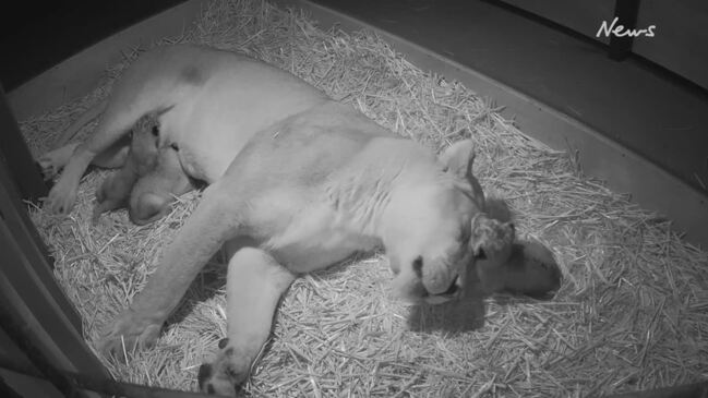 Lion cubs born at Taronga Western Plains Zoo