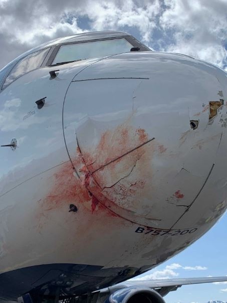 The plane struck a flock of birds.