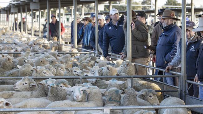 Lamb prices are on a high, but it comes with a caveat. Picture: Zoe Phillips