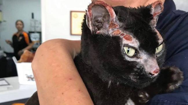 Cinders the cat has made a miraculous recovery after surviving the Nymboida fire