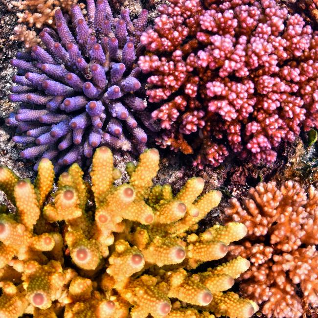 Marine biologist Johnny Gaskell made it his mission this year to dive as many reef sites as possible along the length of the Great Barrier Reef. He went to 100 sites from Lady Elliot island in the south to Raine Island, off the tip of Cape York in the north.