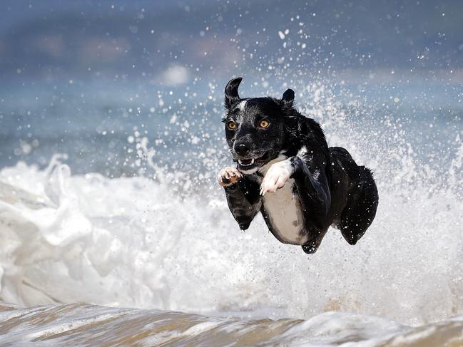 Daisy runs through the water at Ettalong Beach on Saturday. Picture: Sam Ruttyn