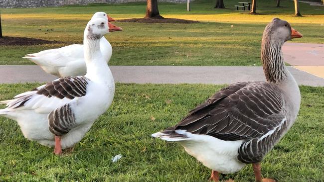 The domestic geese that will soon be removed from Lake Alford and given the correct treatment at Mr New’s property.