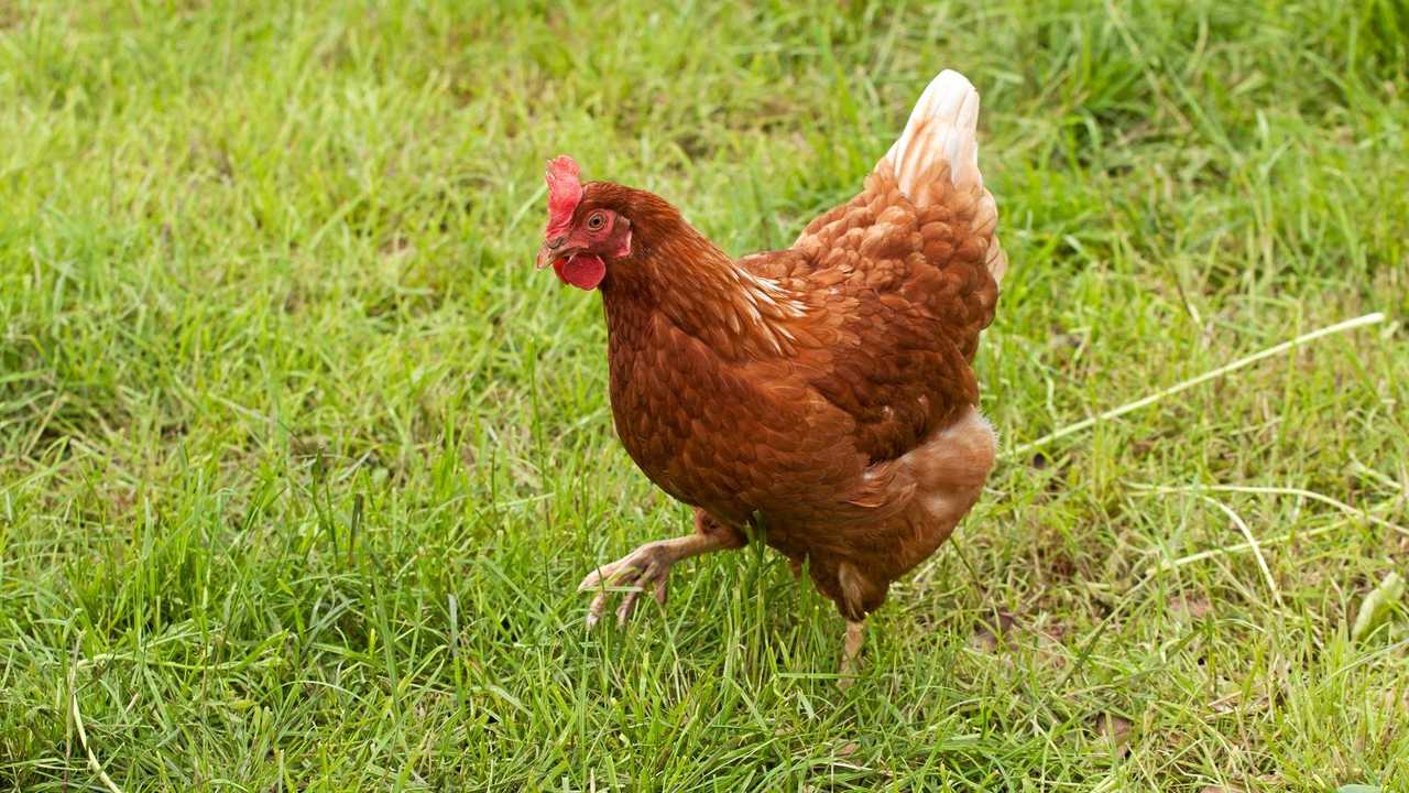 How the backyard chook pen can be a biosecurity risk | Daily Telegraph