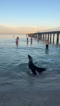 Swimmers in Victoria treated to visit from seal