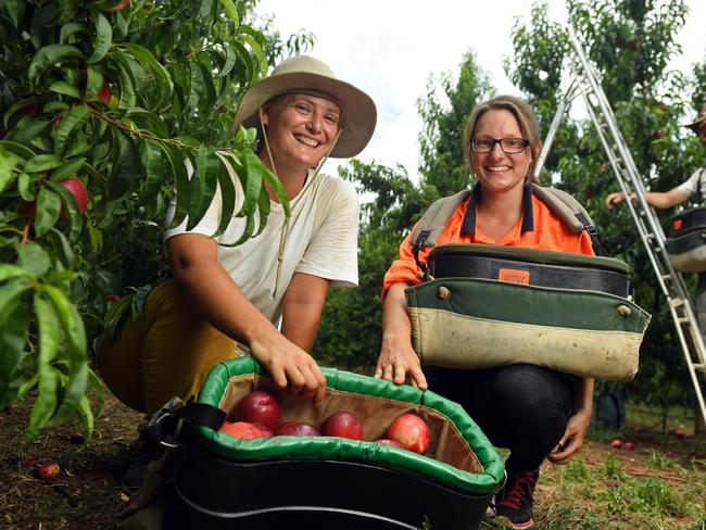 05/01/16 - Backpackers Moeva Andre, 25, of France, Loen Traegler, 20, of Germany and Christophe Brunner, 28, of France picking stone fruit at Lowana Fruits in Renmark North.Picture: Tom Huntley