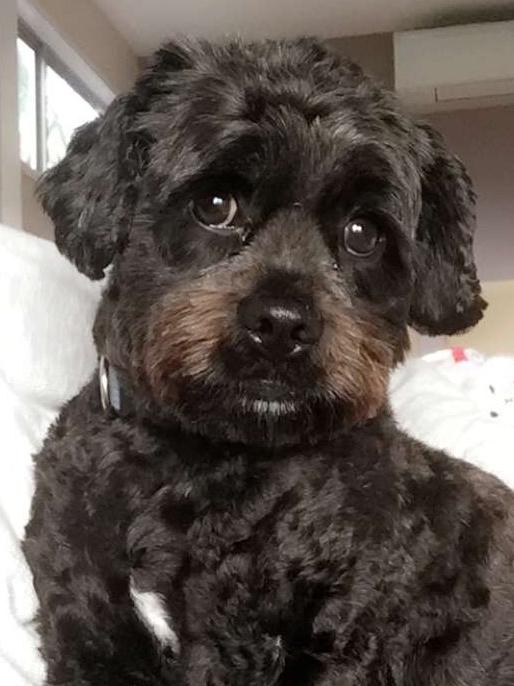 The owners of Schitzu cross Poodle Yoda, named after the famous Star Wars character, easily believe he is the best looking dog on the Gold Coast. Photo: Lexie Cartwright