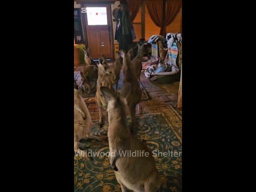 20 orphan joeys take shelter from fires in living room