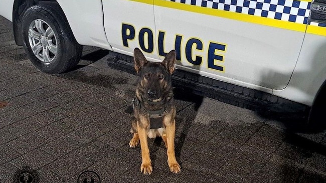 Police dog PD Copper located a man in scrub, believe to be involved in a container break-in near Winchester Street. Picture: SA Police
