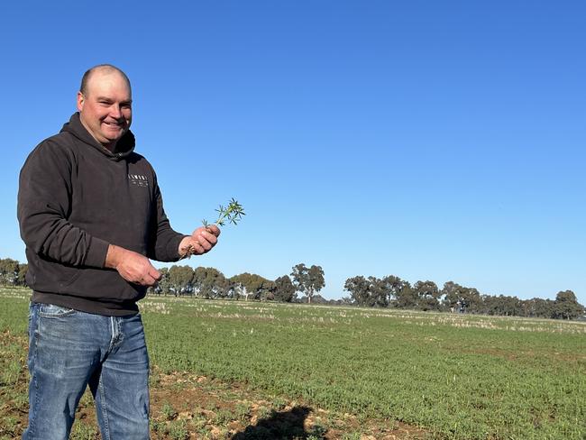 Justin Everitt of Aintree Park at Brocklesby in southern NSW in a crop of Coyote lupins. Justin is also the NSW Farmers grains committee chairman. Picture: Nikki Reynolds