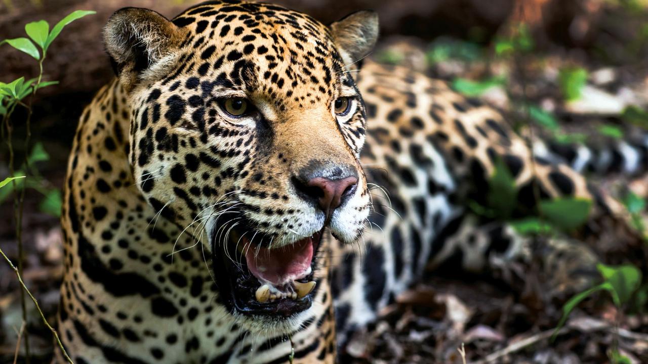 Jaguars are being hunted to trade with China for drugs. Picture: AFP/WWF