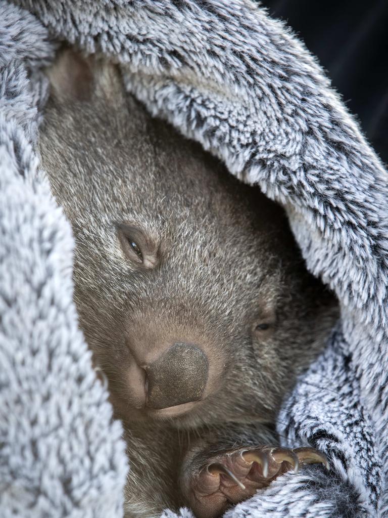 Bingo will be released into the wild when she is ready. Picture: Chris Kidd