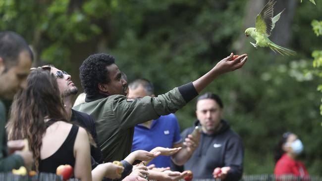 People feeding parakeets in Hyde Park in London on Sunday. Picture: AP