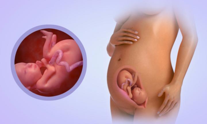 25 Weeks Pregnant Symptoms And Gestational Diabetes Week By Week Pregnancy Guide Kidspot