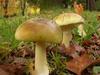 Critical test to crack mushrooms case