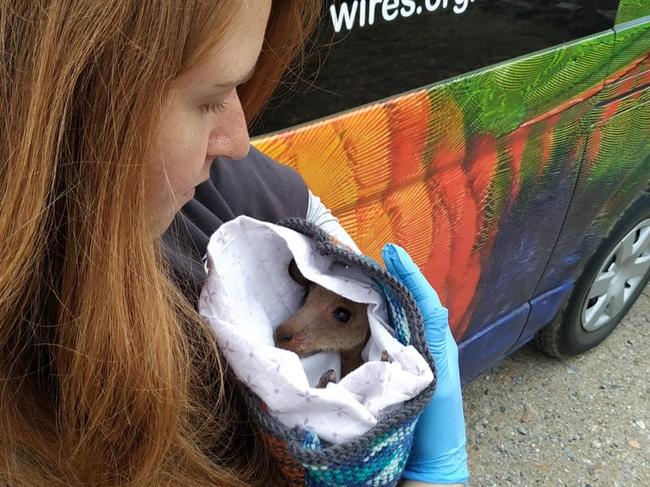 WIRES’ Kasey Turner with a rescued joey.