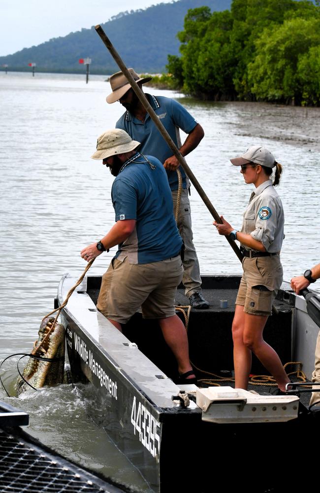 Townsville-based Wildlife Officer Ella Meeve aboard a Queensland Department of Environment, Science and Innovation boat towing an unamused four-metre saltwater crocodile to shore at Port Hinchinbrook in Cardwell on Monday. Picture: Cameron Bates