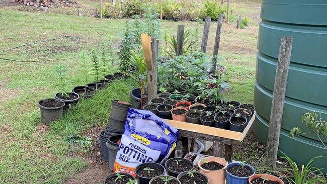 Queensland Police officers have seized an estimated street value of $1.5 million worth of marijuana plants during Operation Oaky. Picture: Queensland Police