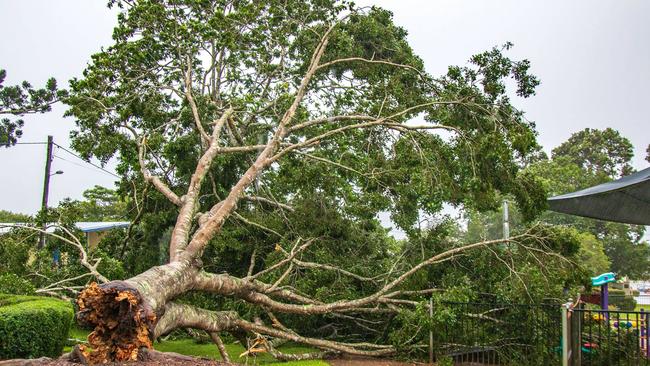 Wild weather brought a large tree down in Eacham Place Park at Malanda on Monday morning. Picture: Fred Thomas EFJAY Photography