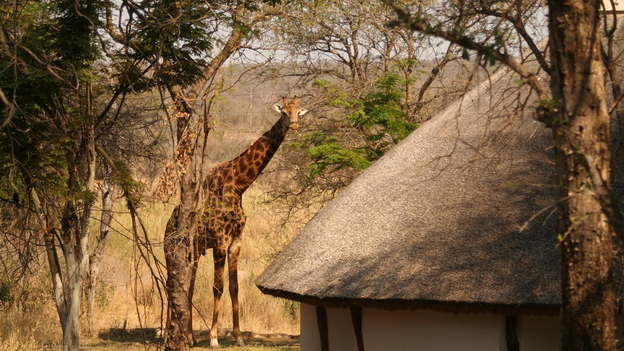 Best Cheap African Safaris, And Best Safari Luxury Lodges South Africa ...