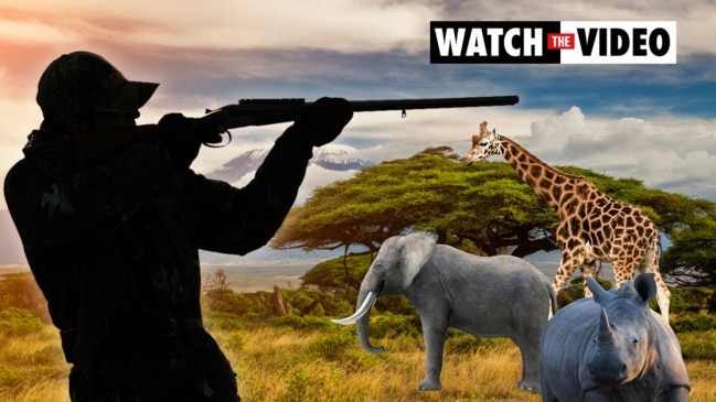 Trophy hunting: Its surprise role in animal conservation