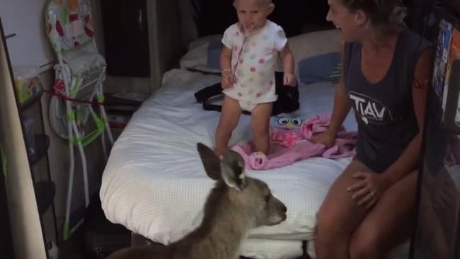 “Umm ... hi”: A kangaroo joins the holiday.