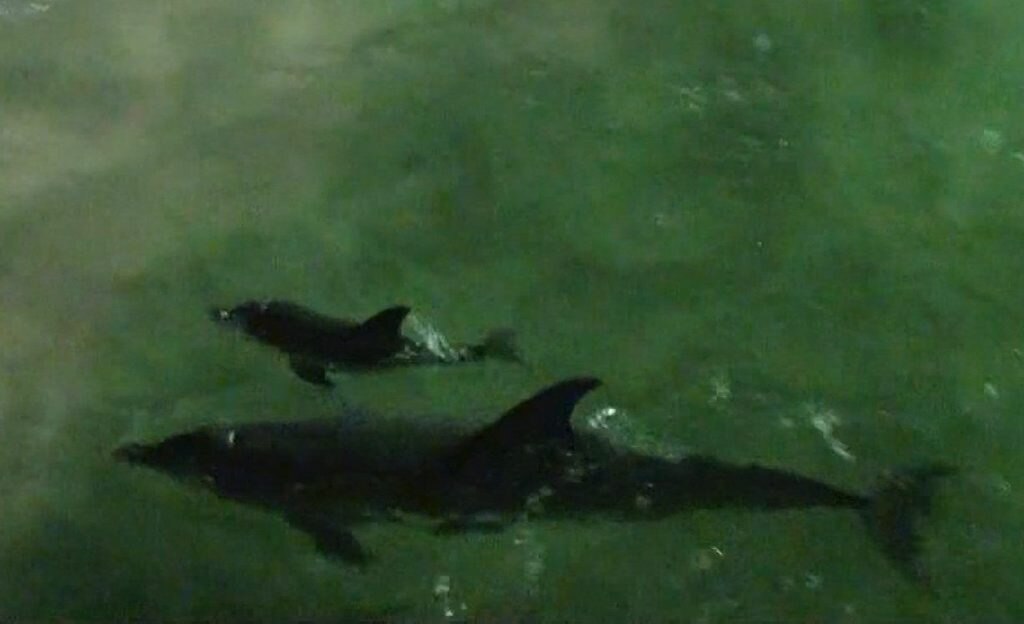 Pictures Show the Bond of a Dolphin Mother and Calf