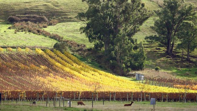 The stunning outlook from of Home Hill’s winery and restaurant.