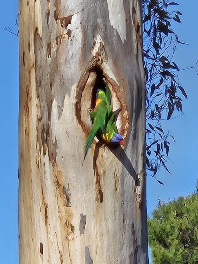 Bird life in the sugar gum trees. Picture: Trudi Robinson